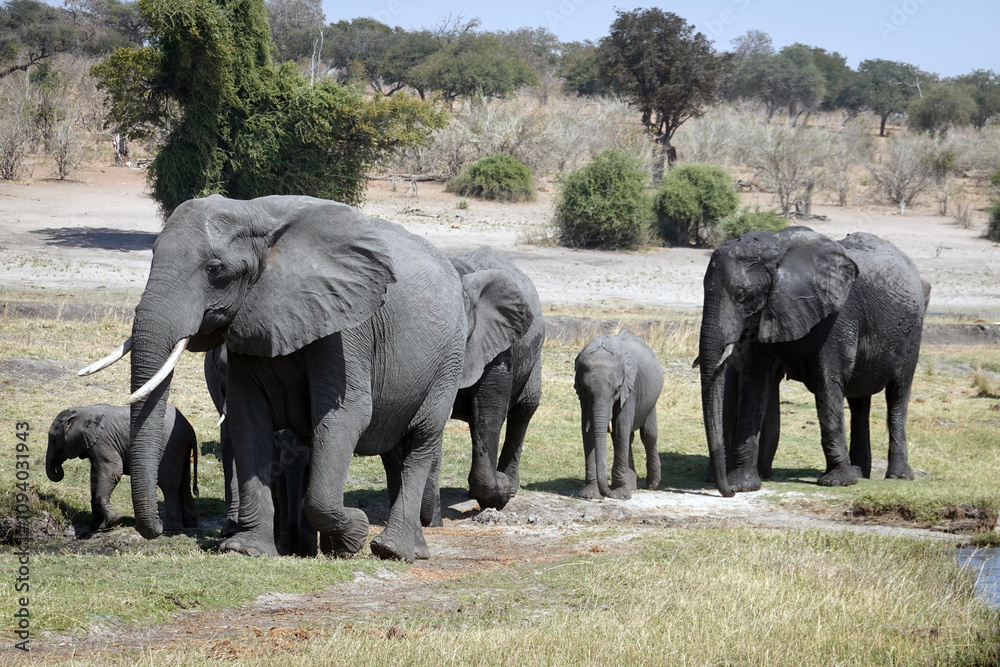Fototapeta premium Chobe National Park in Botswana