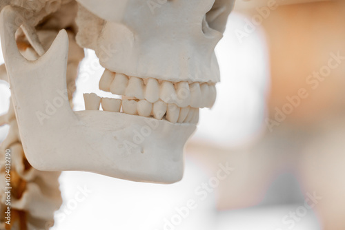 Tablou pe pânză Dentistry Side view of human artificial jaw bone or mandible model