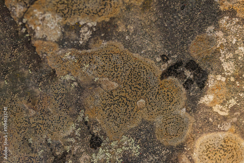 Map Lichens On Manitoulin Island photo