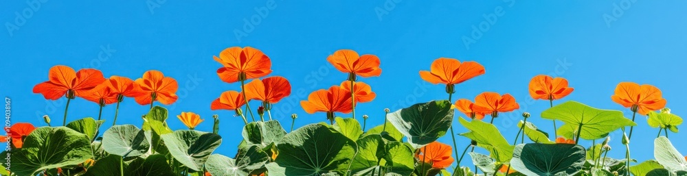 Vibrant orange flowers against a clear blue sky, showcasing nature's beauty.