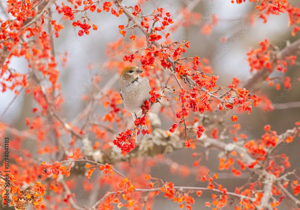 Pine Grosbeaks Feeding On Berries Pine Grosbeaks Feeding On Berries
