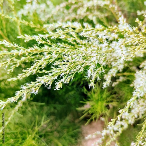 Dogfennel plants that are flowering can be used as herbal medicinal plants photo