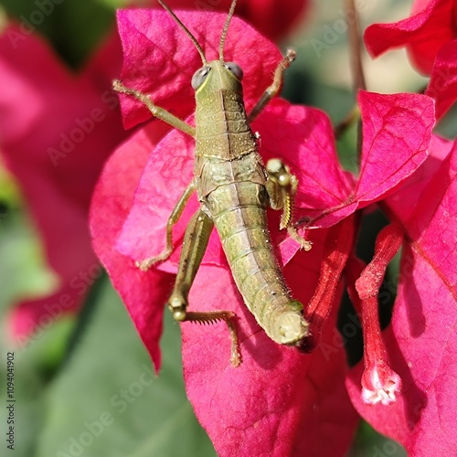 A large grasshopper landed on a bougainvillea flower photo