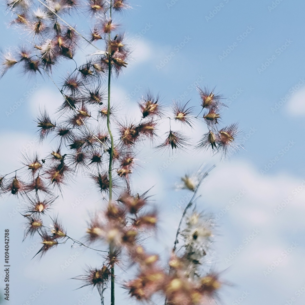 beautiful dandelion flowers on a cloudy blue sky background beautiful dandelion flowers on a cloudy blue sky background