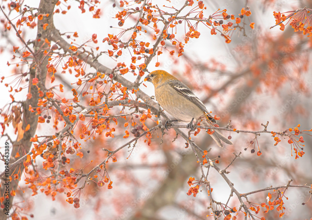 Pine Grosbeaks Feeding On Berries