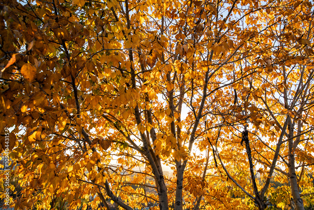Yellow leaves on trees in fall taken fron Crescent Hill in Calgary, Alberta, Canada Yellow leaves on trees in fall taken fron Crescent Hill in Calgary, Alberta, Canada
