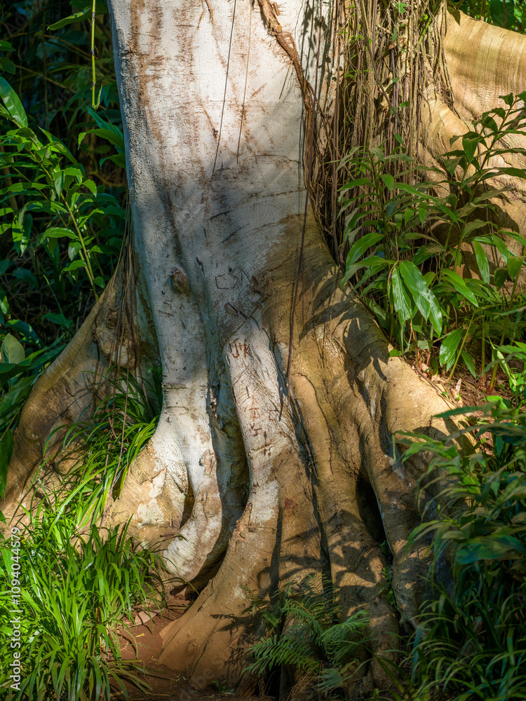 Closeup Background of a Banyan Tree in the Manoa Rainforest, Hawaii. Closeup Background of a Banyan Tree in the Manoa Rainforest, Hawaii.