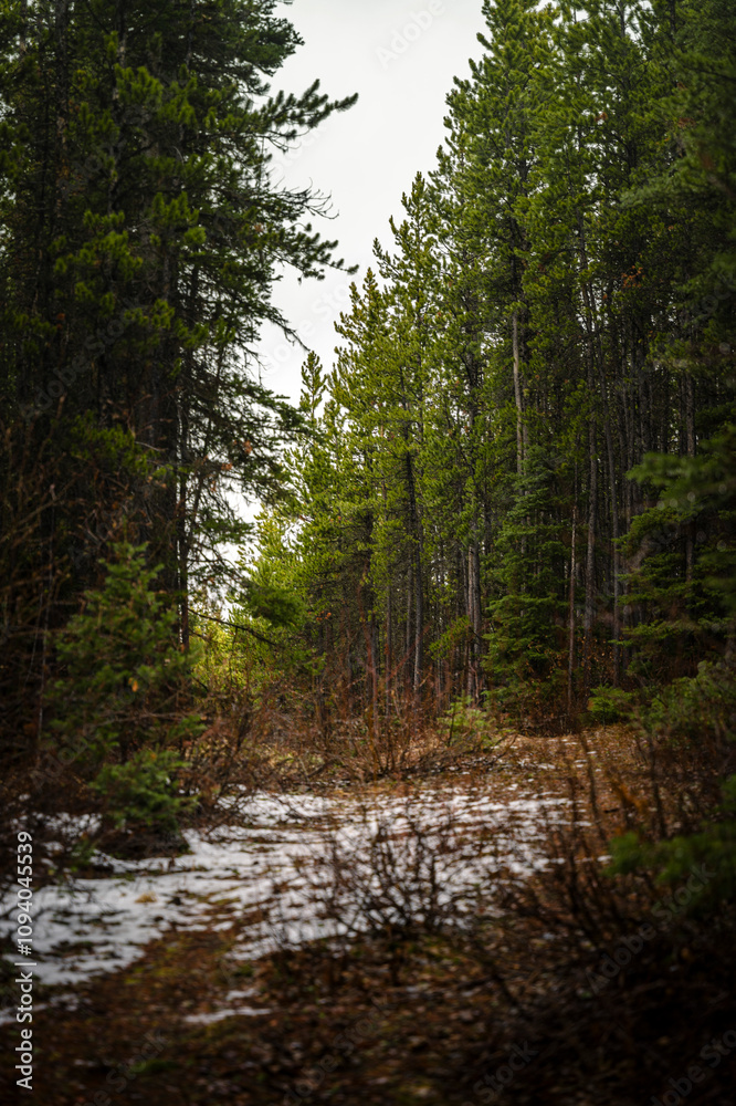 The Majesty of Canadian Nature: Mountains and Dense Forests The Majesty of Canadian Nature: Mountains and Dense Forests