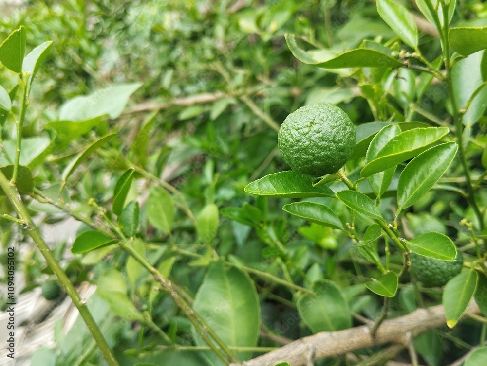 Fototapeta premium Citrus amblycarpa or Lime on the tree. Food ingredient, Organic farm plant 