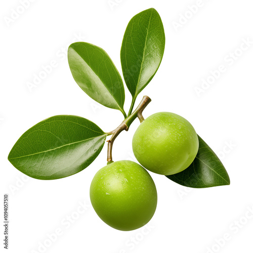 Kakadu plum fruit with leaf isolated on transparent white background, clipping path photo