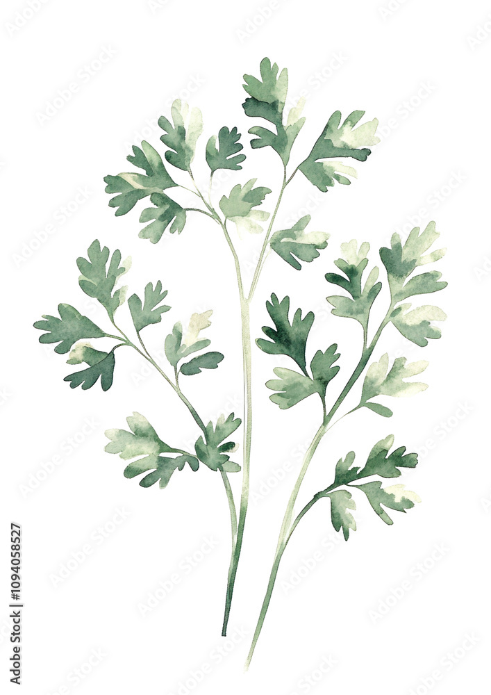 Naklejka premium Fresh Green Herb Illustration for Culinary Use