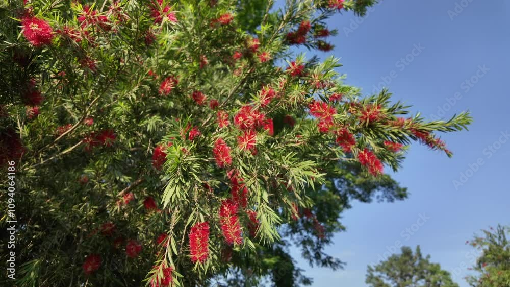 Slow motion bottle brush flower blooming on the tree. Slow motion bottle brush flower blooming on the tree.
