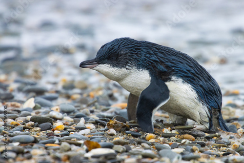 Beautiful little penguin (kororā; Eudyptula minor) emerges from the ocean on Tauparikaka Marine reserve, West Coast, New Zealand. Endangered species of marine birds living in New Zealand
