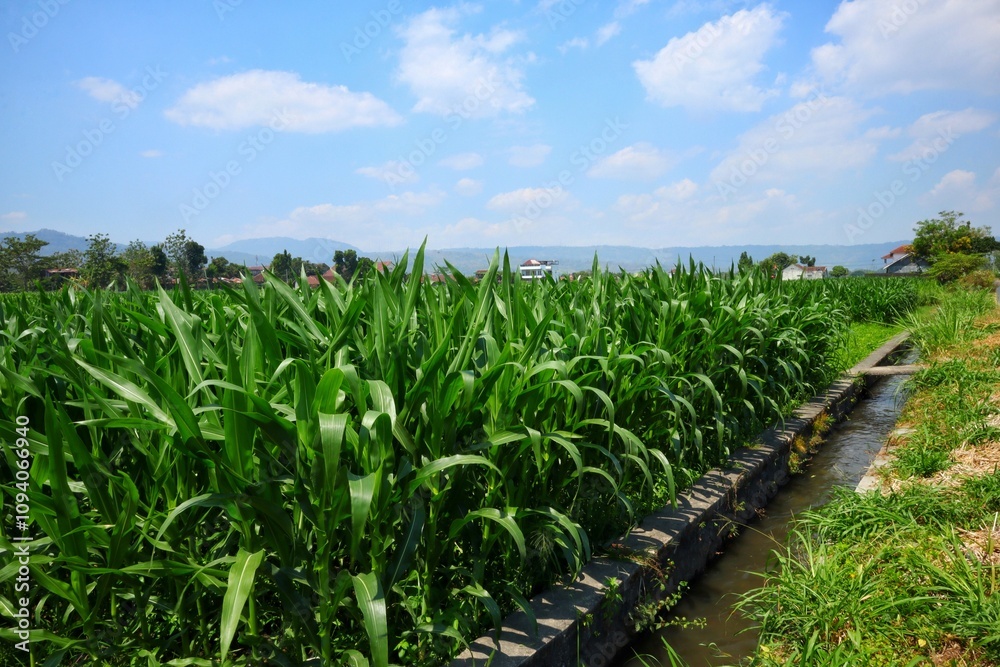 Fototapeta premium Lush green corn field with irrigation canal under clear blue sky in countryside.