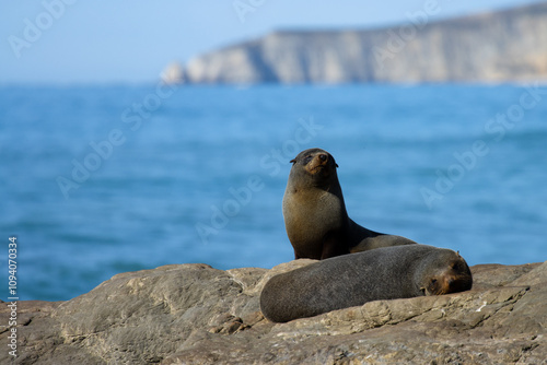 close up on cute adorable new zealand fur seals spotted in marine reserve on the way to Kaikoura Peninsula beach, canterbury, New Zealand. Common marine mammals in New Zealand. 