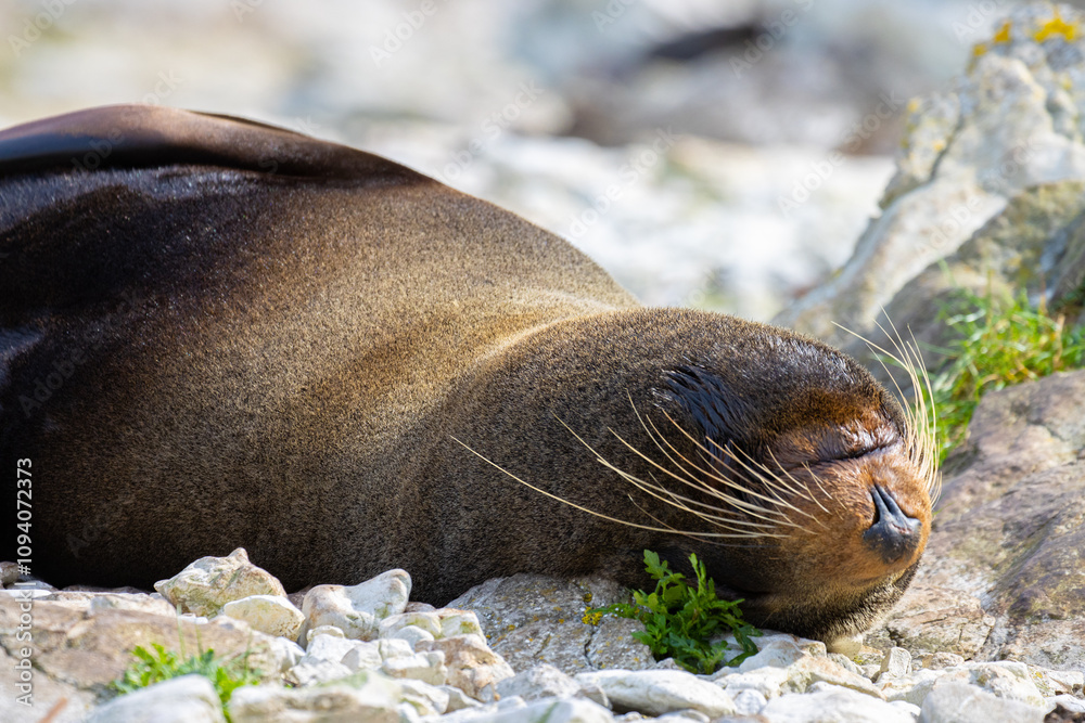 Fototapeta premium portrait of cute adorable sleeping new zealand fur seal spotted on Kaikoura Peninsula beach, canterbury, New Zealand. Common marine mammals in New Zealand. 