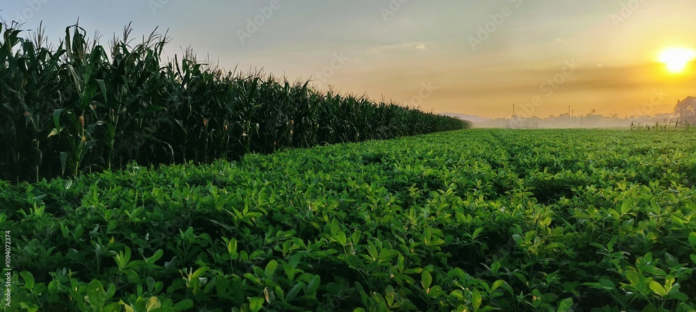 The sun sets over peanut and corn plantations in rural Asia, the natural atmosphere is beautiful and peaceful