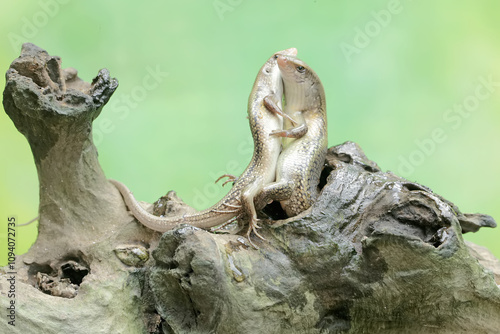 A pair of common sun skinks prepare to mate on a dry tree trunk. This reptile has the scientific name Mabouya multifasciata. photo