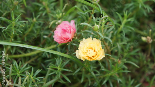 Delicate Pink and Yellow Portulaca Flowers in Lush Green Foliage