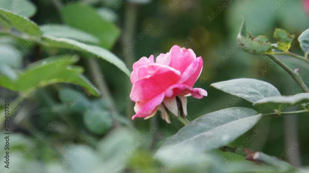 Delicate Pink Rose Blossom in Lush Green Foliage Delicate Pink Rose Blossom in Lush Green Foliage