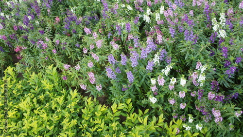 Vibrant Mixed Flower Bed Purple, Pink, and White Blooms in a Lush Garden Setting