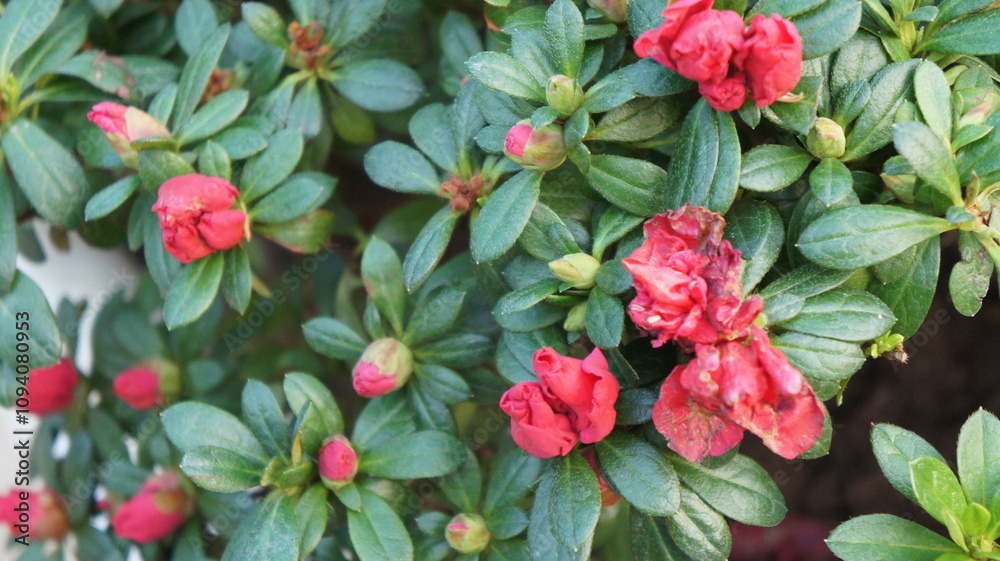Vibrant Red Azalea Bush in Full Bloom Vibrant Red Azalea Bush in Full Bloom