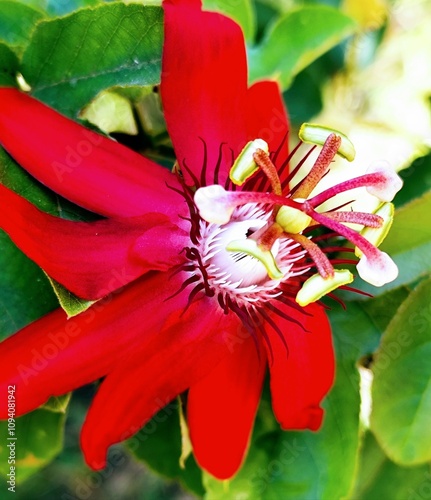 Passiflora Vitifolia flowers are in bloom with beautiful 