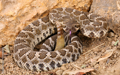 Juvenile Southern Pacific Rattlesnake (Crotalus helleri)