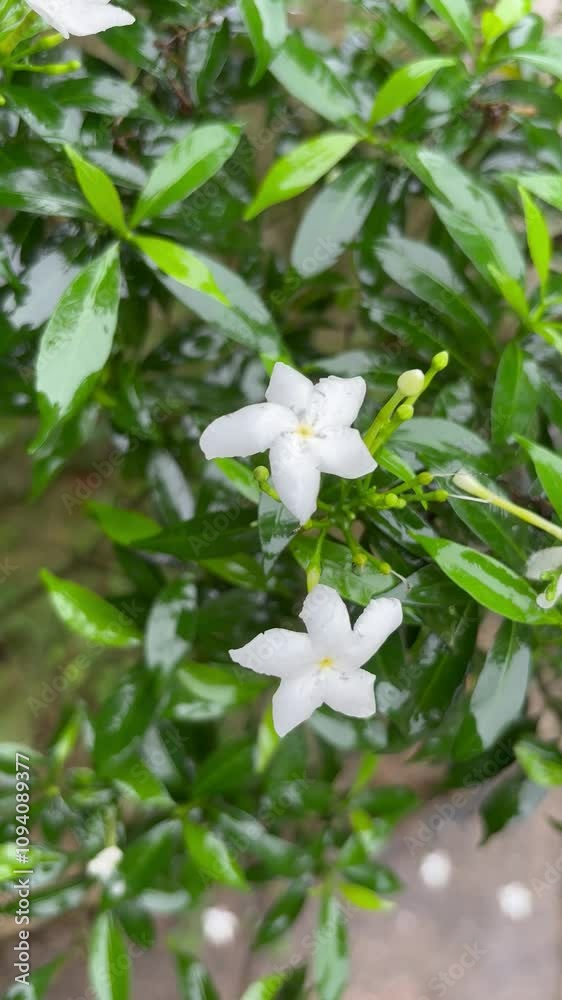The flowers and the rain that keeps falling in nature The flowers and the rain that keeps falling in nature