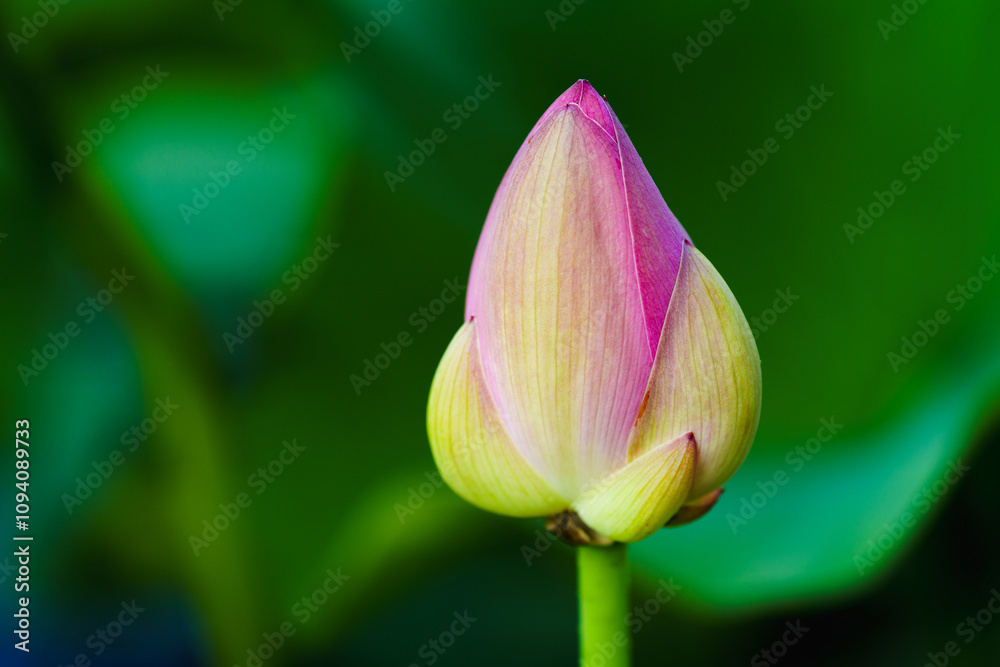 Chinese beauty: Red lotus bud in sunlight with green leaf Chinese beauty: Red lotus bud in sunlight with green leaf