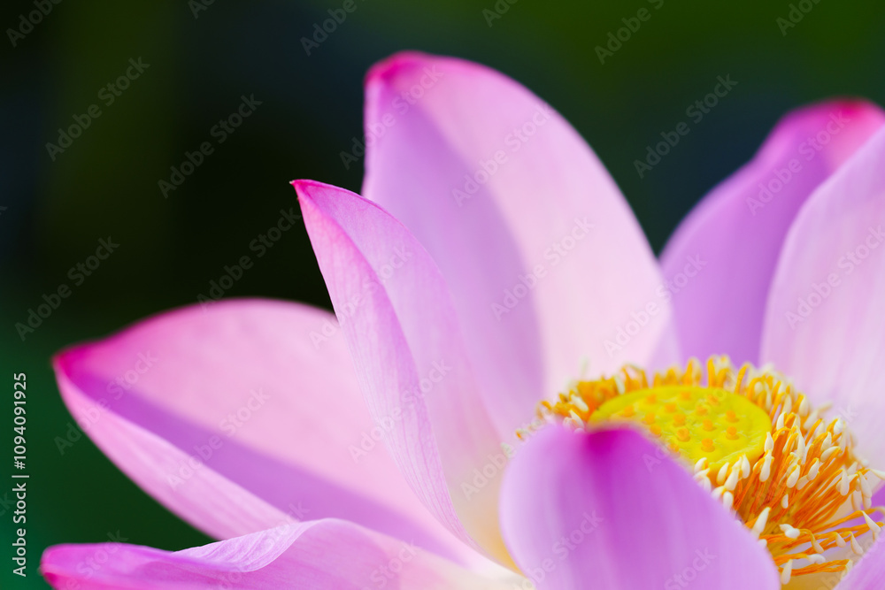 Oriental beauty: Close-up photo of pink lotus flower Oriental beauty: Close-up photo of pink lotus flower
