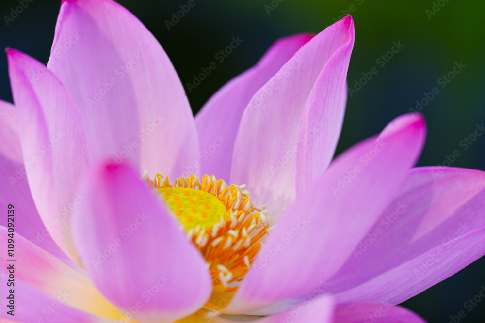 Oriental beauty: Close-up photo of pink lotus flower Oriental beauty: Close-up photo of pink lotus flower