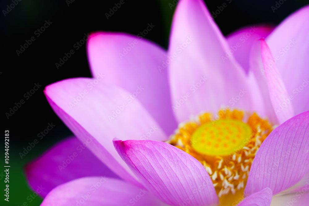 Oriental beauty: Close-up photo of pink lotus flower Oriental beauty: Close-up photo of pink lotus flower