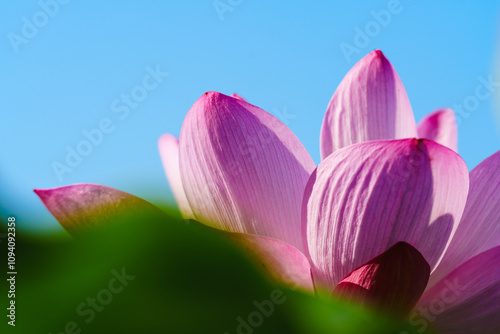 Oriental beauty: Close-up photo of pink lotus flower