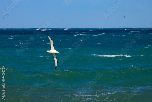 Salvin's Albatross (Thalassarche salvini) gliding over turquoise water of pacific ocean spotted in Kaikoura Peninsula, Canterbury, New Zealand, South Island. Antarctic seabirds in NZ.