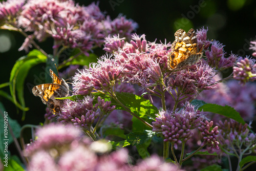 Two American painted lady butterflies on joe pye weed flowers.