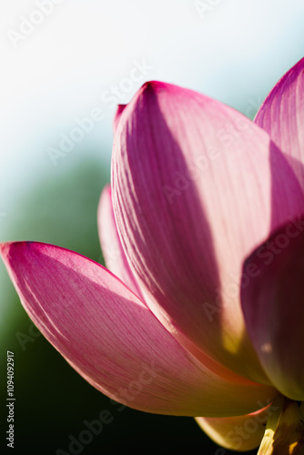 Oriental beauty: Close-up photo of pink lotus flower
