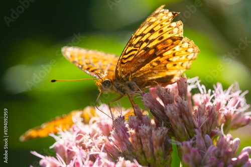 Great spangled fritillary butterfly with tattered old wings, New Hampshire.