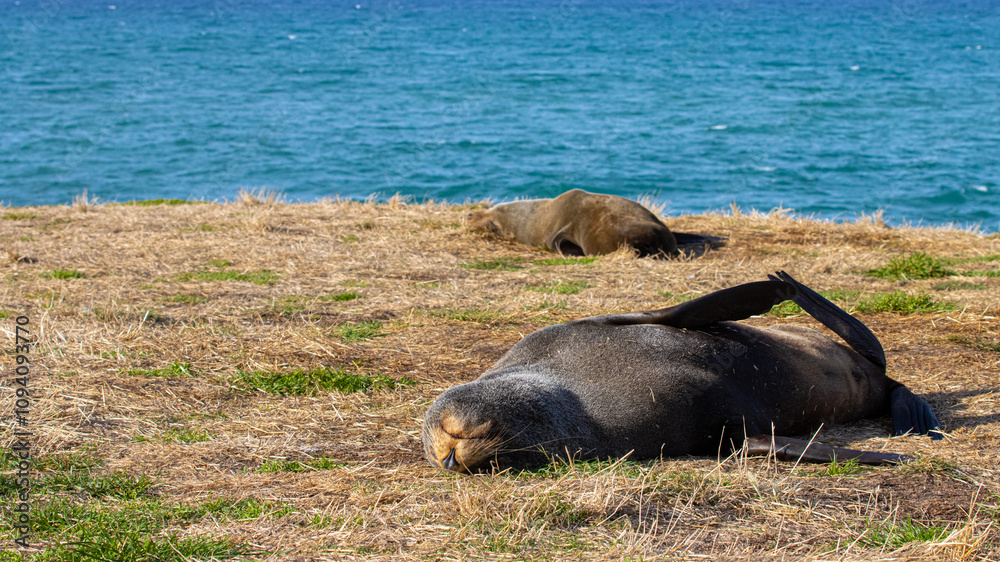 Fototapeta premium Beautiful unique adorable new zealand fur seal resting on the rocks spotted in Kaikōura Peninsula Walkway, Canterbury. Amazing marine mammals spotted in New Zealand