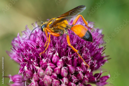 Golden digger wasp on a purple allium flower, New Hampshire. photo