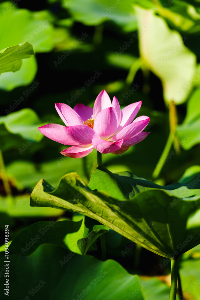 Chinese beauty: Pink lotus flower in sunlight with green leaf...Green lotus leaves outspread as far as boundless sky;
Pink lotus blossoms take from sunshine a new dye. Chinese beauty: Pink lotus flower in sunlight with green leaf...Green lotus leaves outspread as far as boundless sky;
Pink lotus blossoms take from sunshine a new dye.