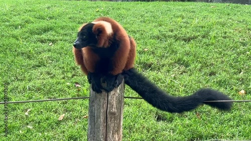 Brown-haired lemur with a black tail sitting on a a wooden pole over a green grass field. Close-up view. Outdoor. 4K