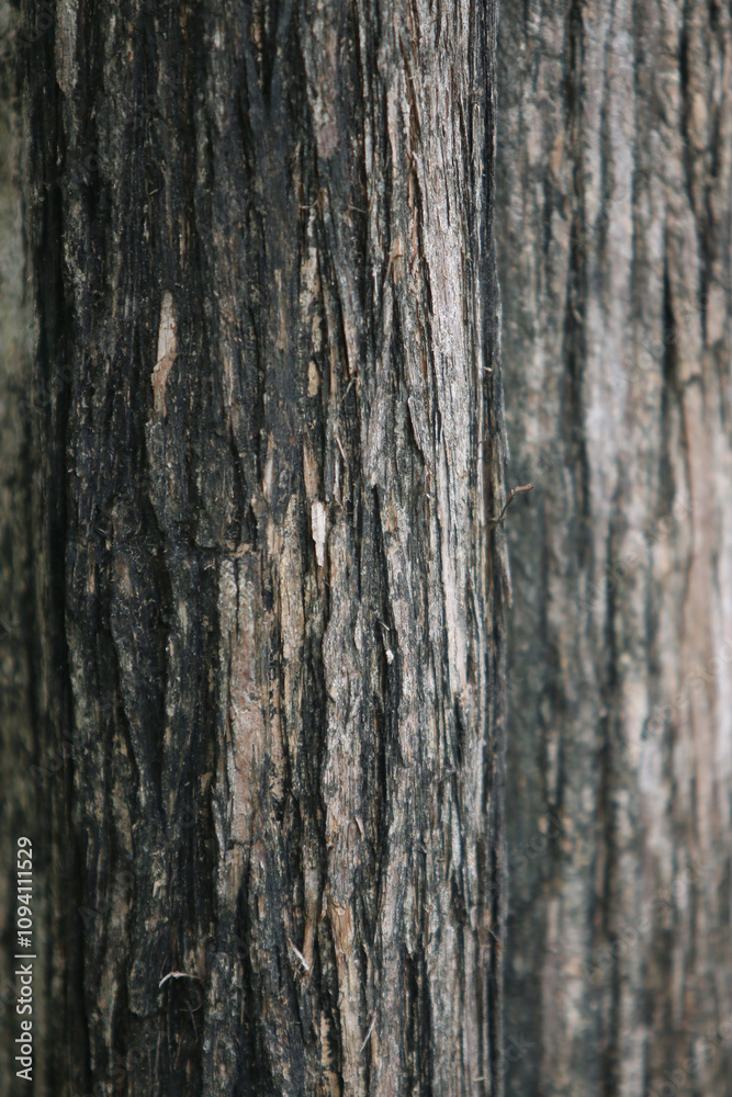 Bark skin texture background, nature hardwood Bark skin texture background, nature hardwood