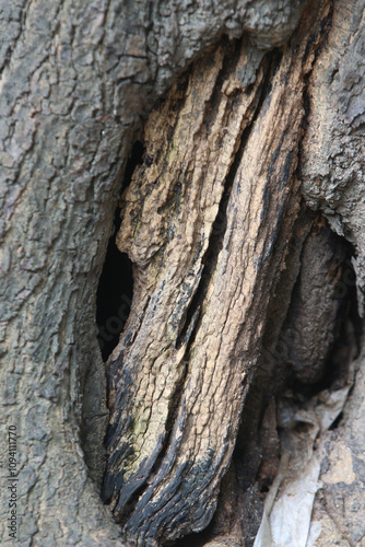 Bark skin texture background, nature hardwood photo