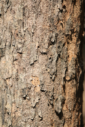 Bark skin texture background, nature hardwood