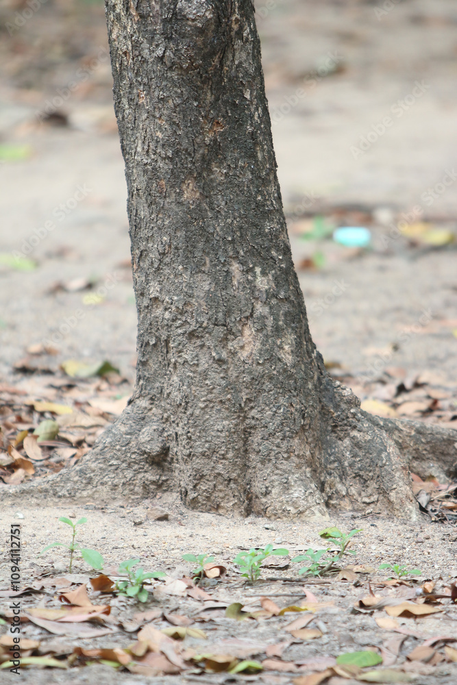 Bark skin texture background, nature hardwood Bark skin texture background, nature hardwood