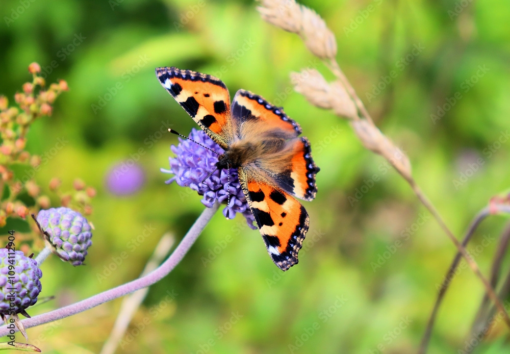 Insects Bumblebee and butterfly collect nectar on a blue flower Insects Bumblebee and butterfly collect nectar on a blue flower