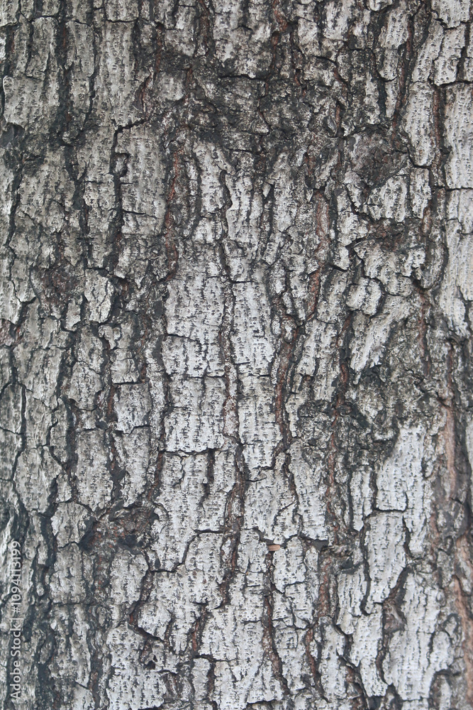 Bark skin texture background, nature hardwood Bark skin texture background, nature hardwood