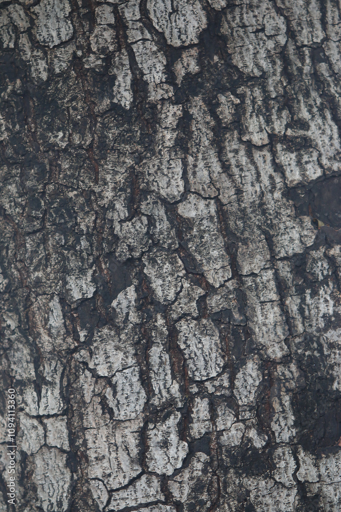 Bark skin texture background, nature hardwood Bark skin texture background, nature hardwood