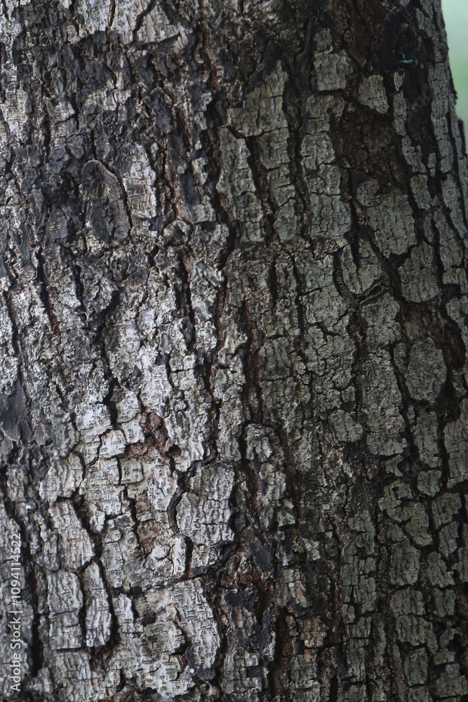 Bark skin texture background, nature hardwood Bark skin texture background, nature hardwood